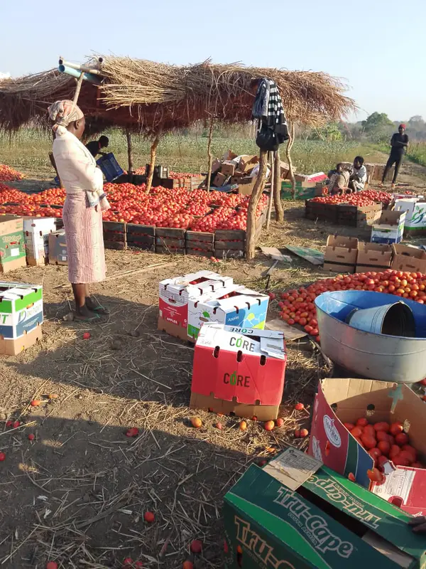 Caixa Fresca de Tomate