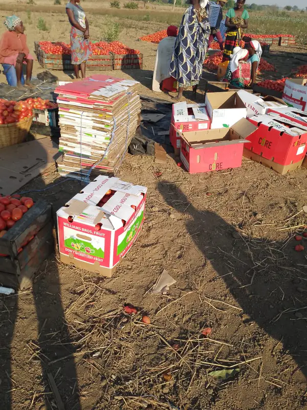 Caixa Fresca de Tomate