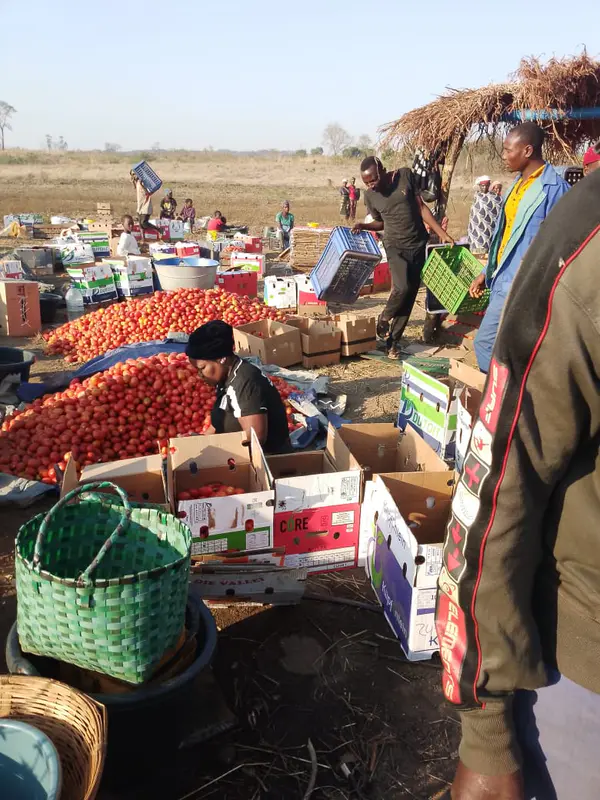 Caixa Fresca de Tomate