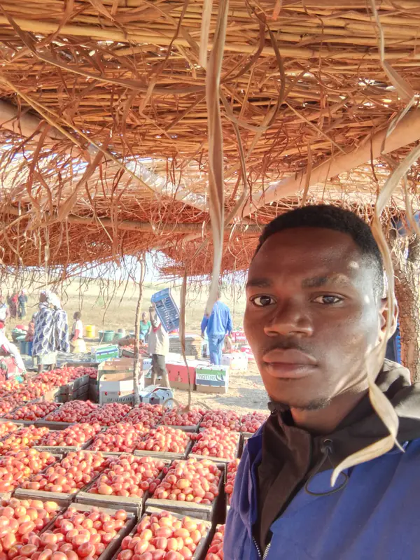 Caixa Fresca de Tomate