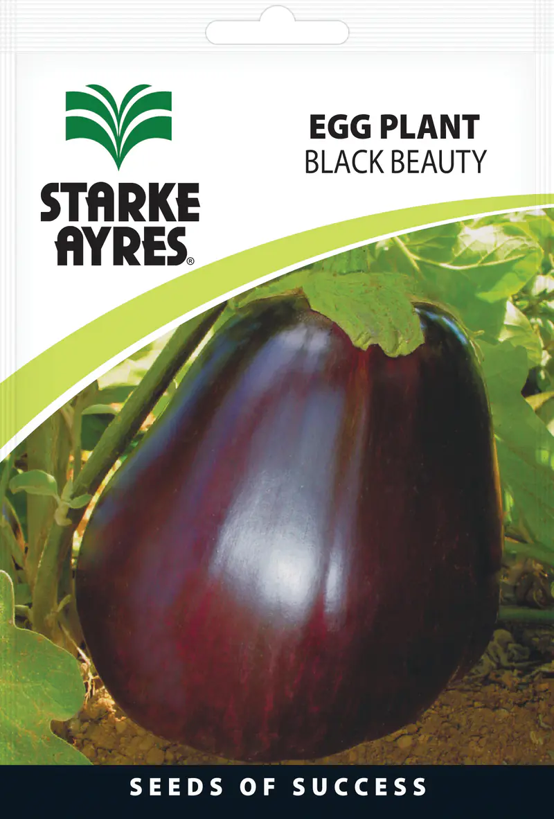 Beringela Black Beauty, 10G Starke