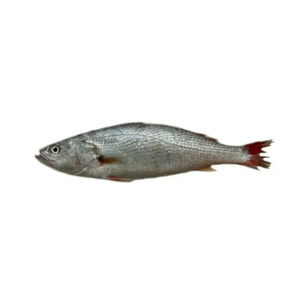 Pescada Inteira (Pequena) com Cabeca (kg)
