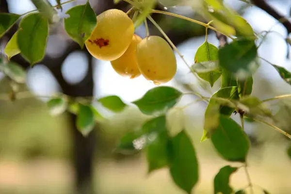 Amarula Cream & Marula Fruit Liqueur