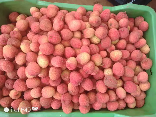 Lichia Fresca Premium 1 kg