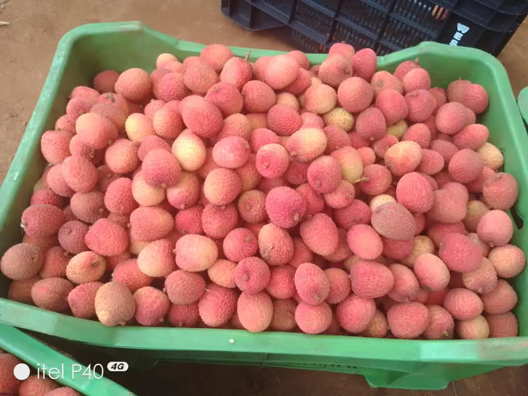 Lichia Fresca Premium 1 kg