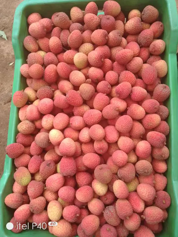 Lichia Fresca Premium 1 kg