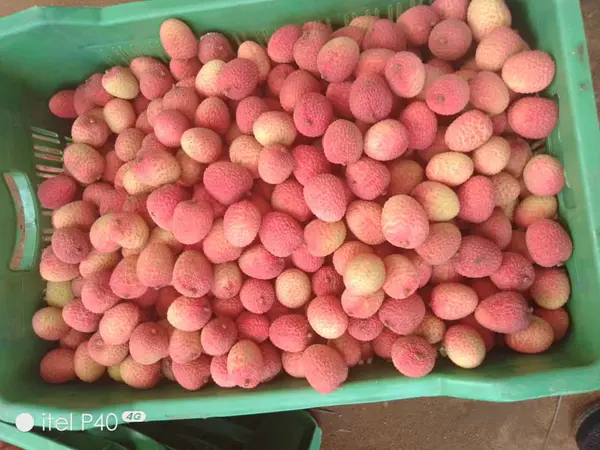 Lichia Fresca Premium 1 kg