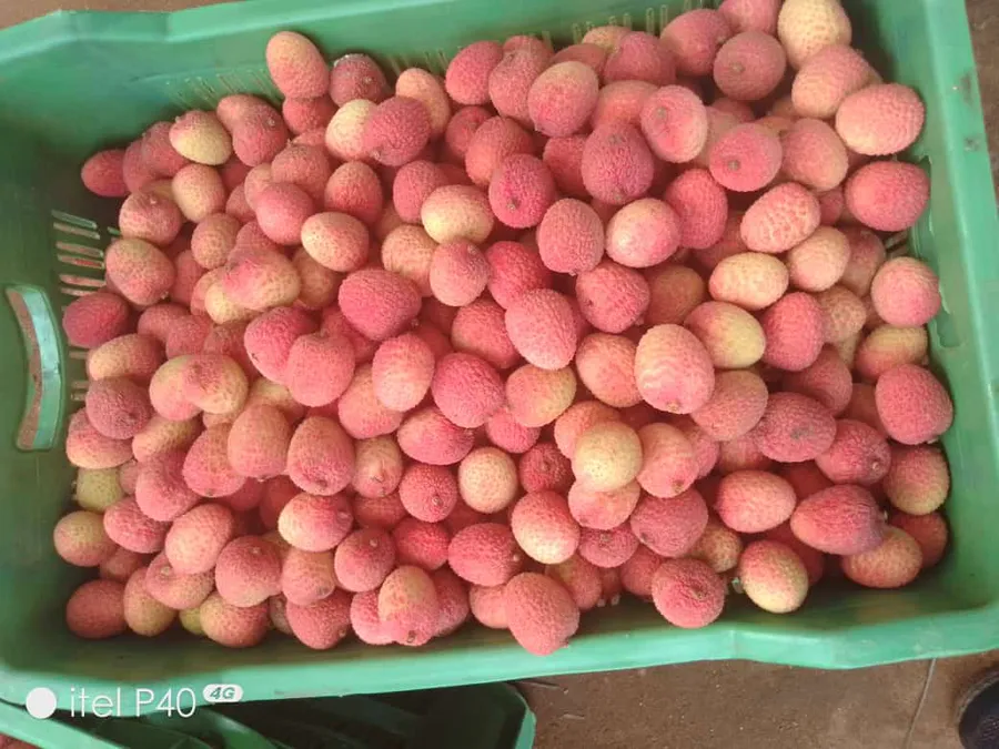 Lichia Fresca Premium 1 kg