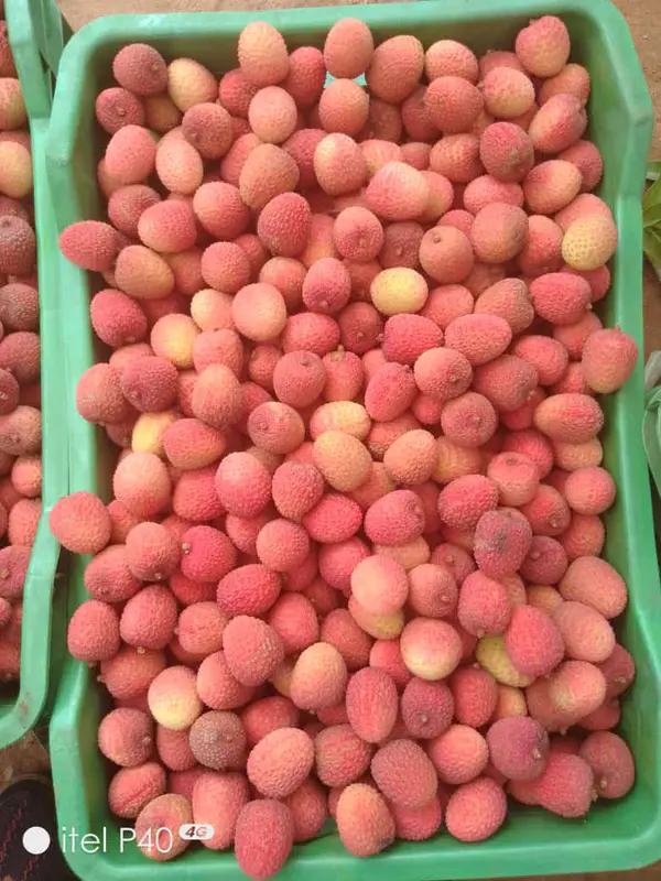 Lichia Fresca Premium 1 kg